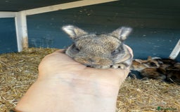 Harlequin rabbits for sale: Harlequin Baby rabbits for sale   - Image 10