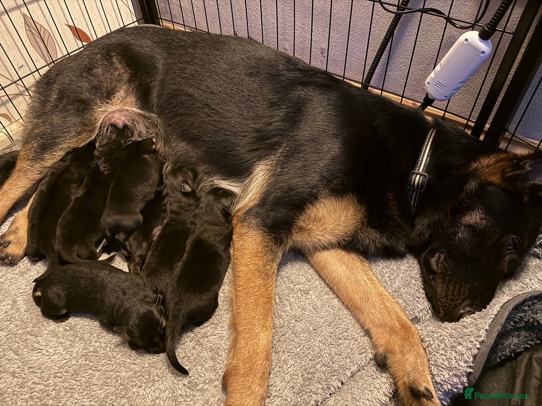 German Shepherd dogs for sale: German Shepard puppies  - Advert 10