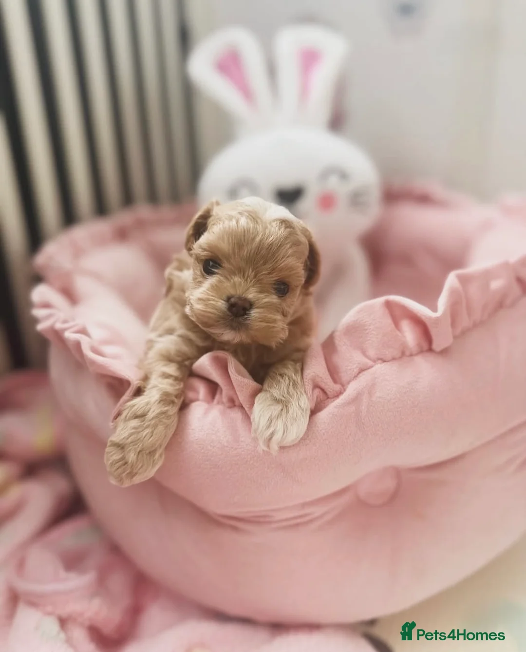 Maltipoo dogs for sale: The ONE AND ONLY 🧸 - Advert 6