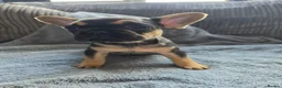French Bulldog dogs for sale: French bulldog Puppies.  - Advert 30
