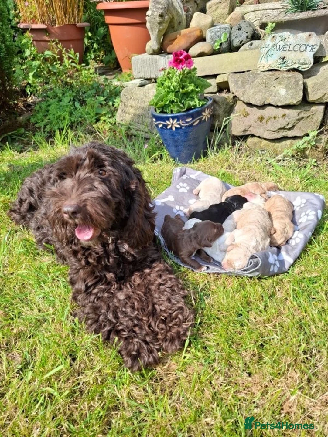 Cockapoo dogs for sale: Female cockapoo - Advert 8