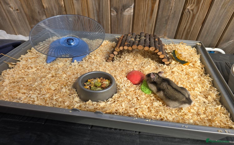 Hamster rodents - Advert 3