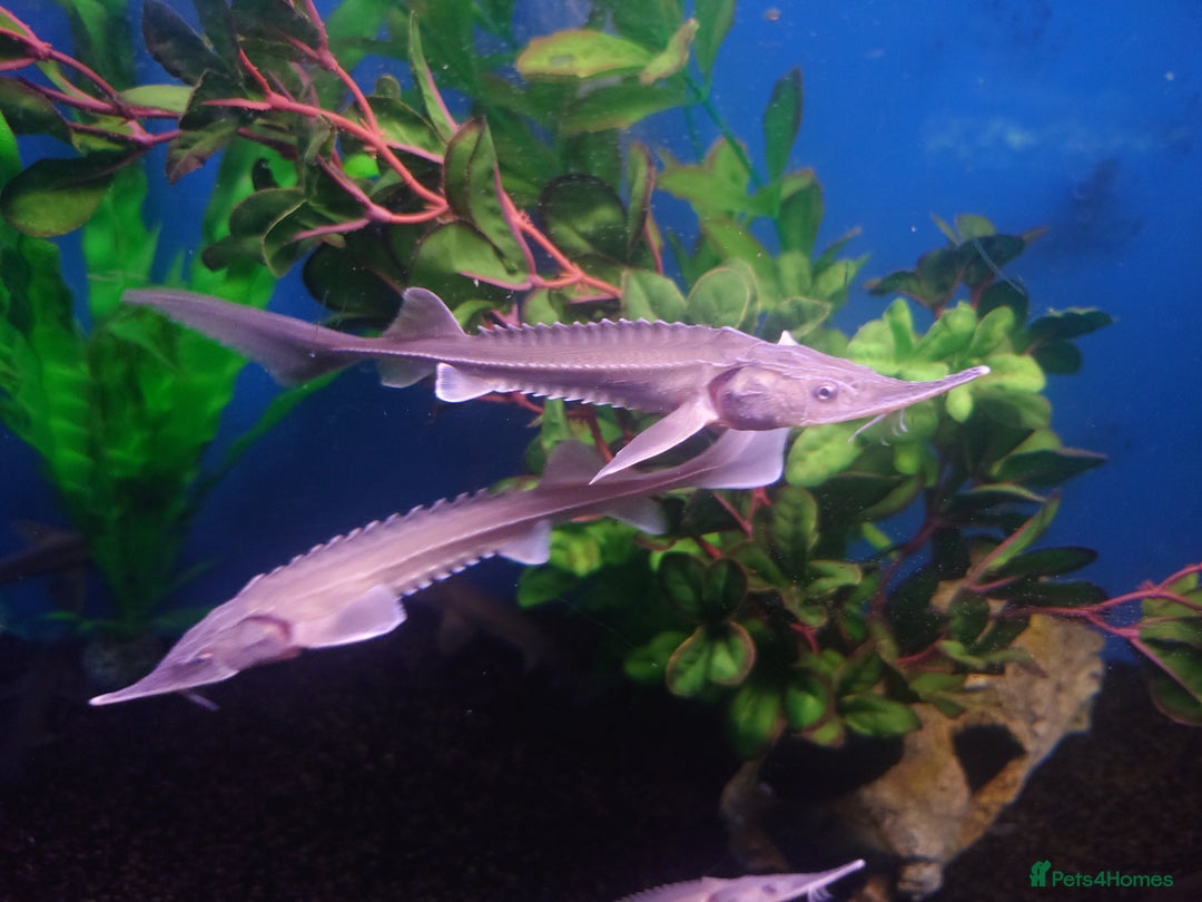 Other/Mixed Breed fish for sale: Fish Stock List - Updated Regularly  - Image 22