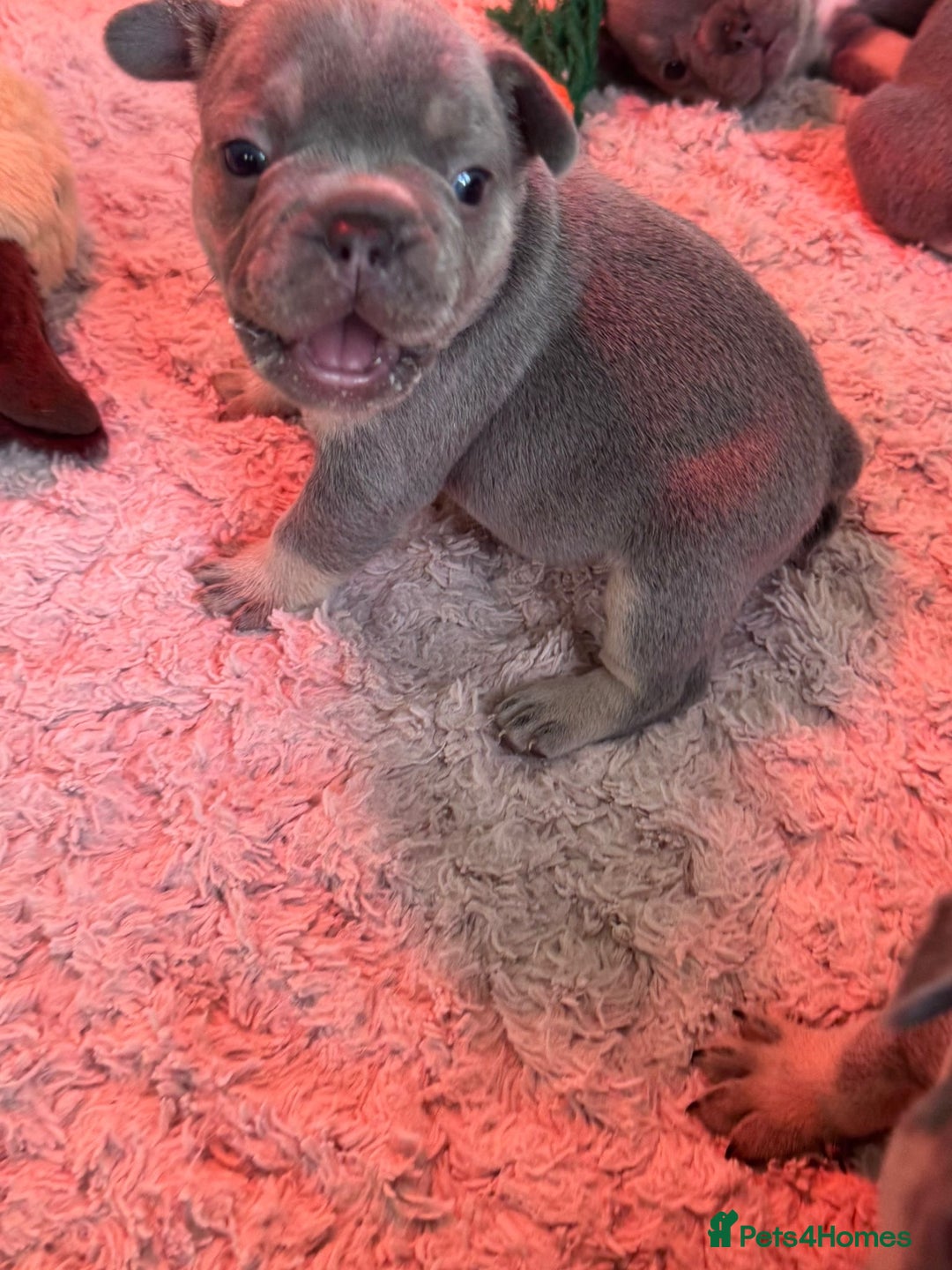 French Bulldog dogs for sale: Adorable French bulldog puppies!!🐶  - Image 26
