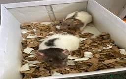 Rat rodents for sale: Baby Fancy/Dumbo/naked and Rex Rats available Hull - Image 6