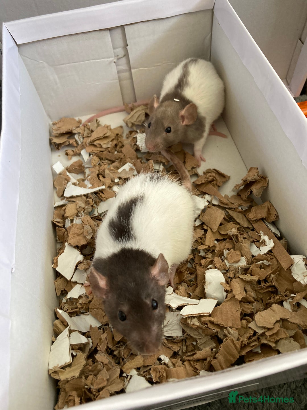Rat rodents for sale: Baby Fancy/Dumbo/naked and Rex Rats available Hull - Image 6