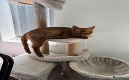 Mixed Breed cats for sale: Beautiful cinnamon female cat - Image 3
