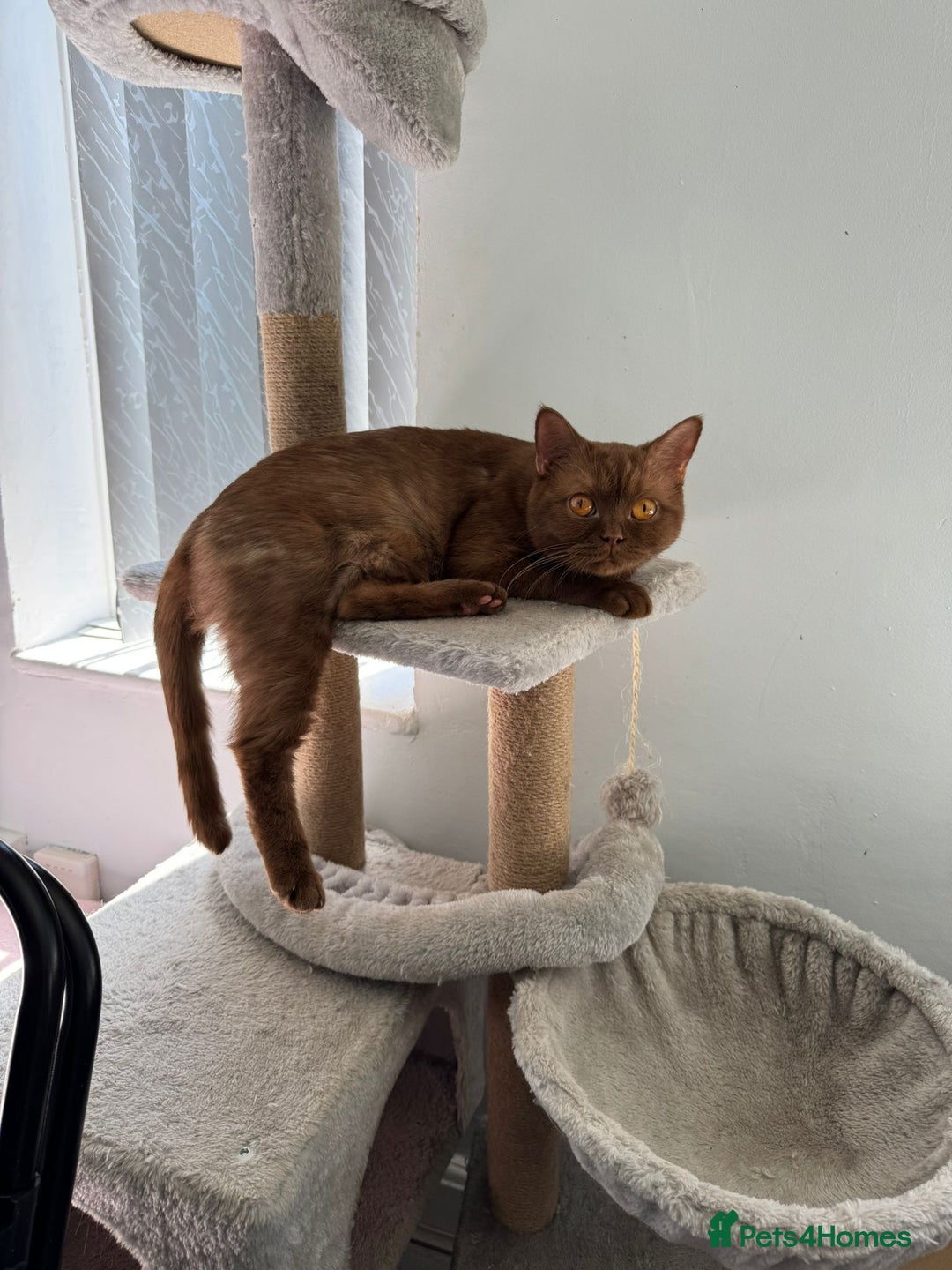 Mixed Breed cats for sale: Beautiful cinnamon female cat - Image 3