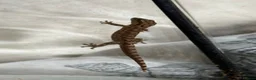 Gecko reptiles for sale: Baby Mourning Geckos (Lepidodactylus lugubris) - Advert 4