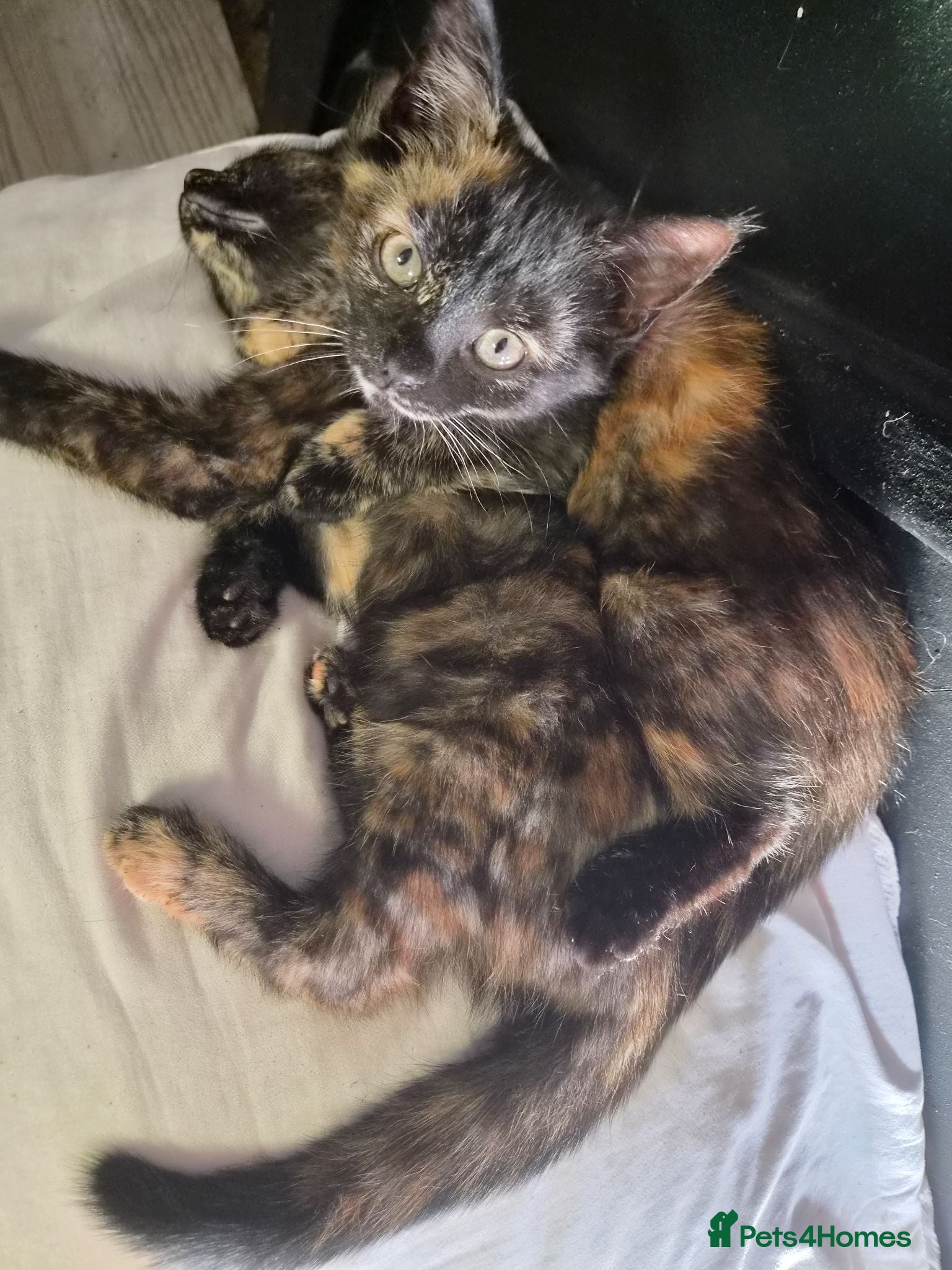 British Shorthair cats 3 female tortoiseshell kittens - Advert 1