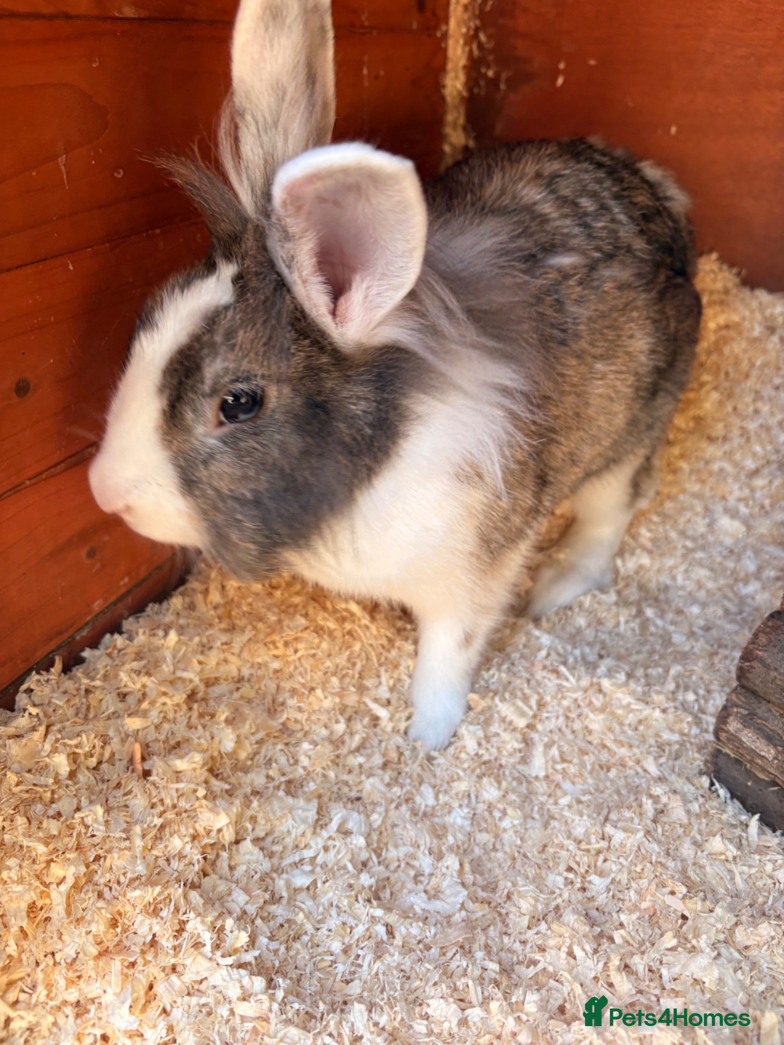Mini Lion Lop rabbits Two female rabbits bonded pair, Lop X lionhead.  - Advert 2