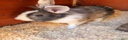 Mini Lion Lop rabbits for sale: Two female rabbits bonded pair, Lop X lionhead.  - Advert 1