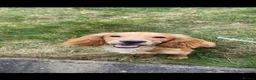 Cockapoo dogs for sale: Cockapoo puppies - Advert 21
