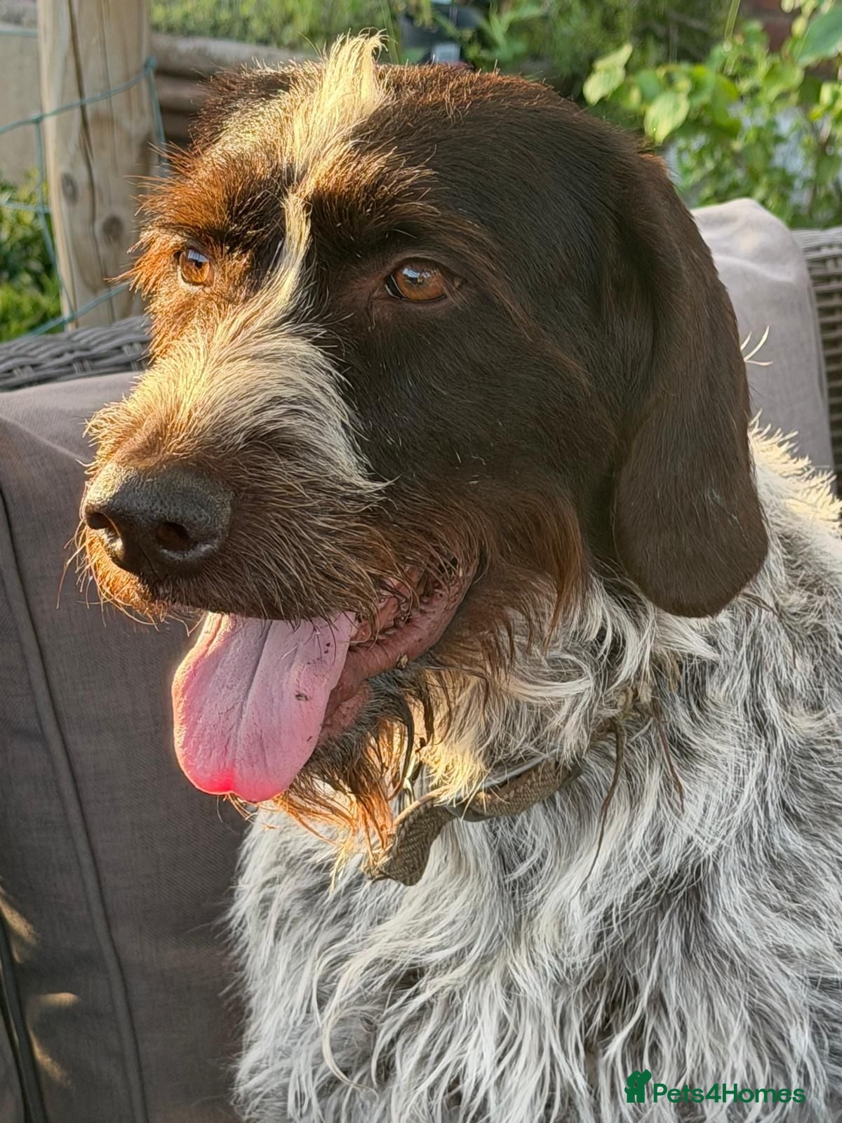 German Wirehaired Pointer dogs German Wirehaired Pointer Puppies - Advert 2