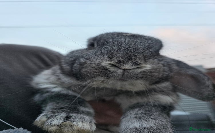 Continental Giant rabbits - Advert 8