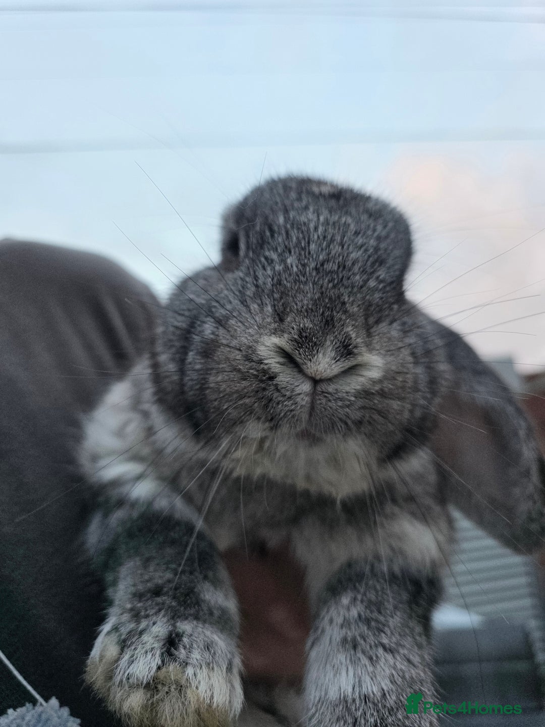 Continental Giant rabbits for sale: Lonely Cross Giant Bunny - Image 1
