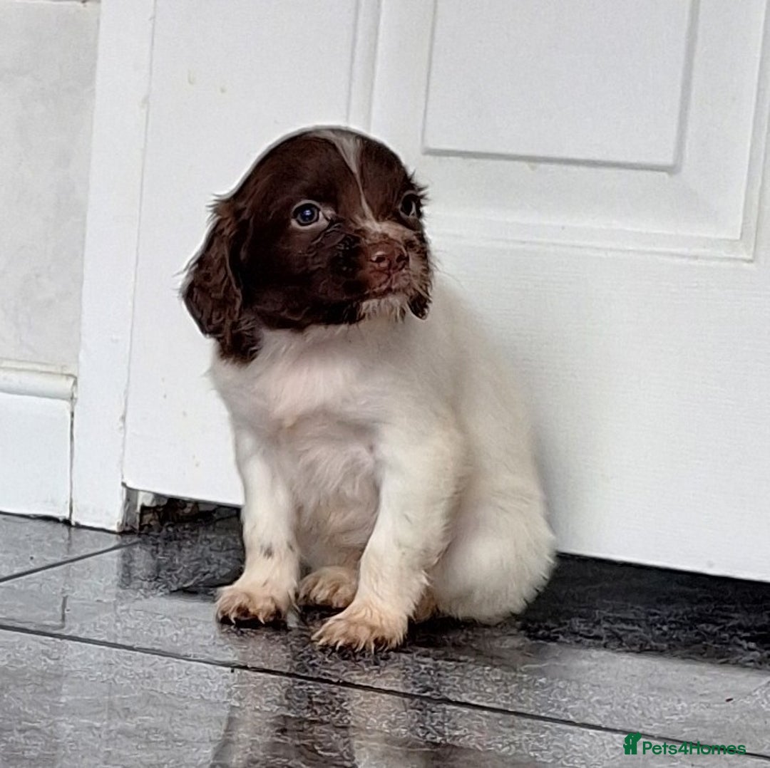English Springer Spaniel dogs for sale: Lovely pups  - Advert 3