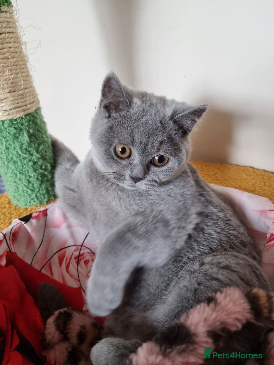 British Shorthair cats for sale:  To Go Now 3 Female Ready GCCF Healthy Pedigree - Advert 18