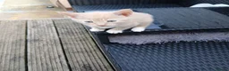 Mixed Breed cats for sale: Beautiful kittens  - Advert 20