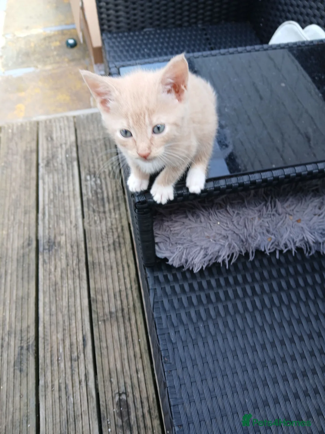 Mixed Breed cats for sale: Beautiful kittens  - Advert 20
