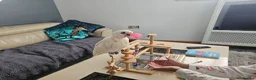Cockatoo birds for sale: Female Curella (bare-eyed) Cockatoo - Advert 7