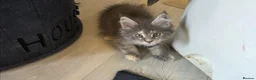 Maine Coon cats for sale: Tica, Health Checked Maine Coon kittens - Advert 3
