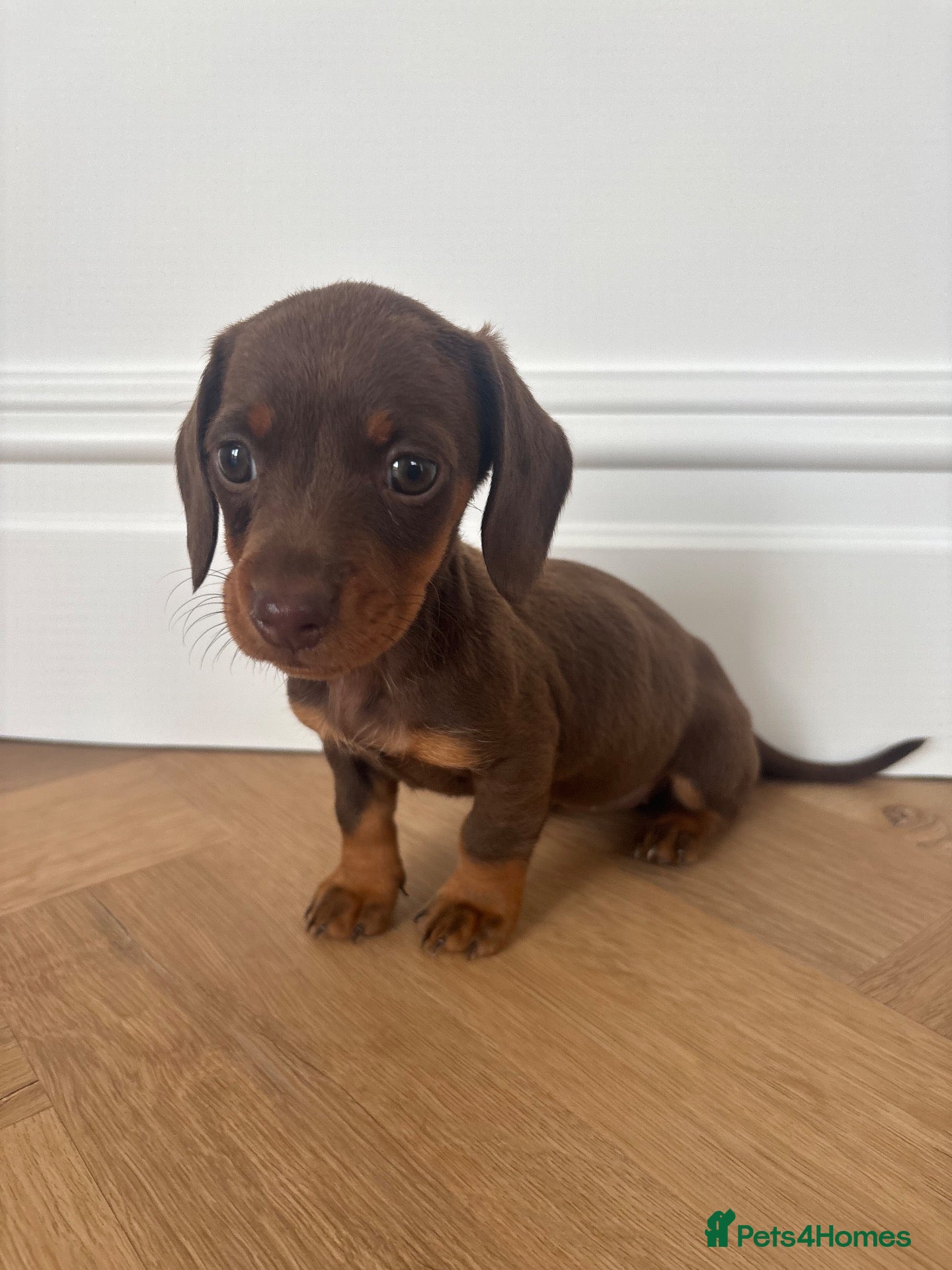 Miniature Dachshund dogs KC Registered Miniature Dachshund  - Advert 2