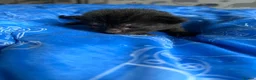 Mixed Breed cats for sale: Male kittens for sale - Advert 10