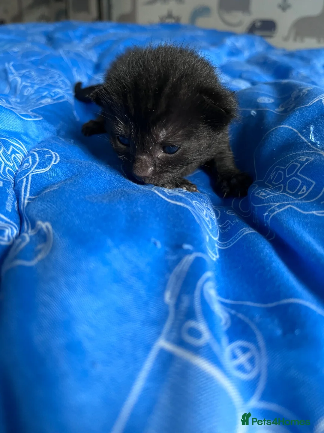 Mixed Breed cats for sale: Male kittens for sale - Advert 10