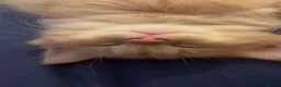 Mixed Breed cats for sale: Kittens for sale Egyptian manu / ragdoll  - Advert 7
