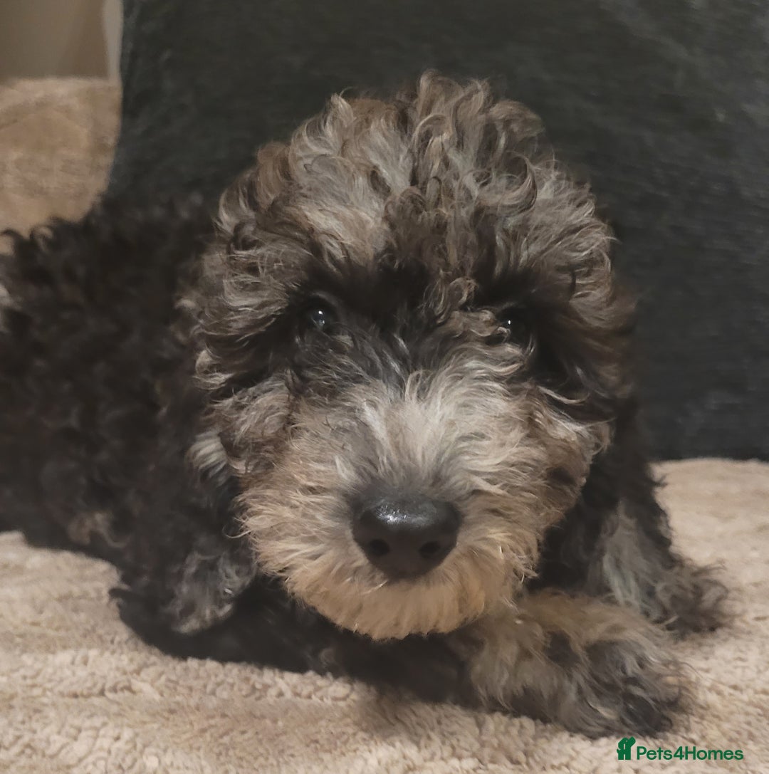 Labradoodle dogs for sale: Labradoodle puppies - Advert 3