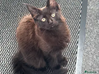 Maine Coon cats Stunning Pedigree Maine Coon Kittens for Sale - Advert 16