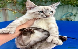 Bengal cats for sale: Gob smacking rare kittens  - Image 25