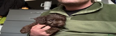 Cockapoo Puppy 3