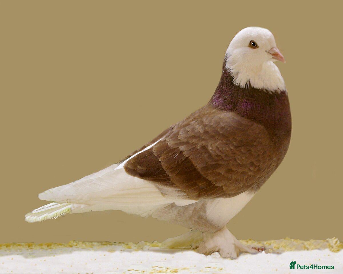 Pigeons birds Pigeons  - Advert 1