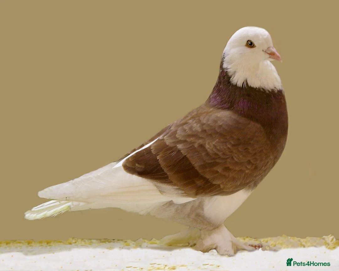 Pigeons birds for sale: Pigeons  - Advert 1