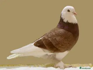 Pigeons birds Pigeons - Advert 1