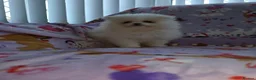 Pomeranian dogs for sale: 3 gorgeous, small white Pomeranians ready now!! - Advert 9