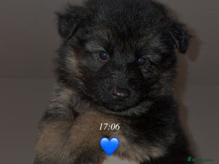 German Shepherd dogs German shepherd puppies - Advert 2