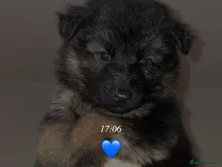 German Shepherd dogs German shepherd puppies - Advert 3