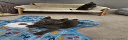 Russian Blue cats for sale: GCCF Registered Russian Blue Kittens in Tredegar - Advert 10