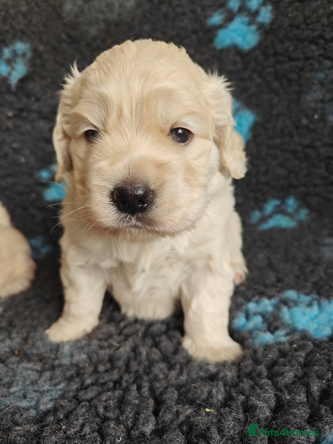 Mixed Breed dogs for sale: 🐾 Dakota Sports Retrievers 🐾 (Mini Retrievers)  - Image 16