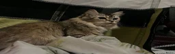Mixed Breed cats for sale: Beautiful litter of fluffy kittens  - Advert 1