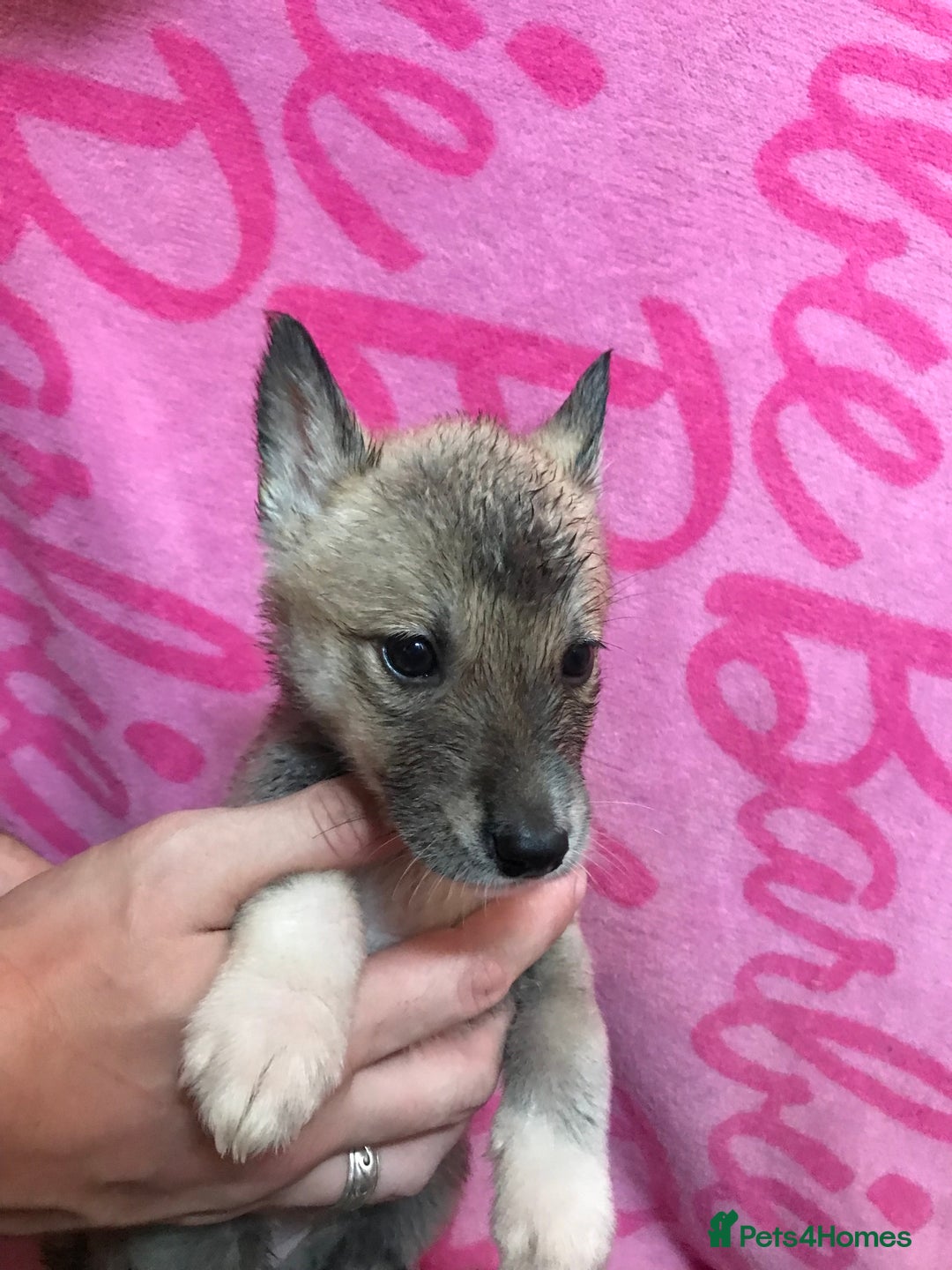 Huskita dogs for sale: Huskita pups  - Image 6