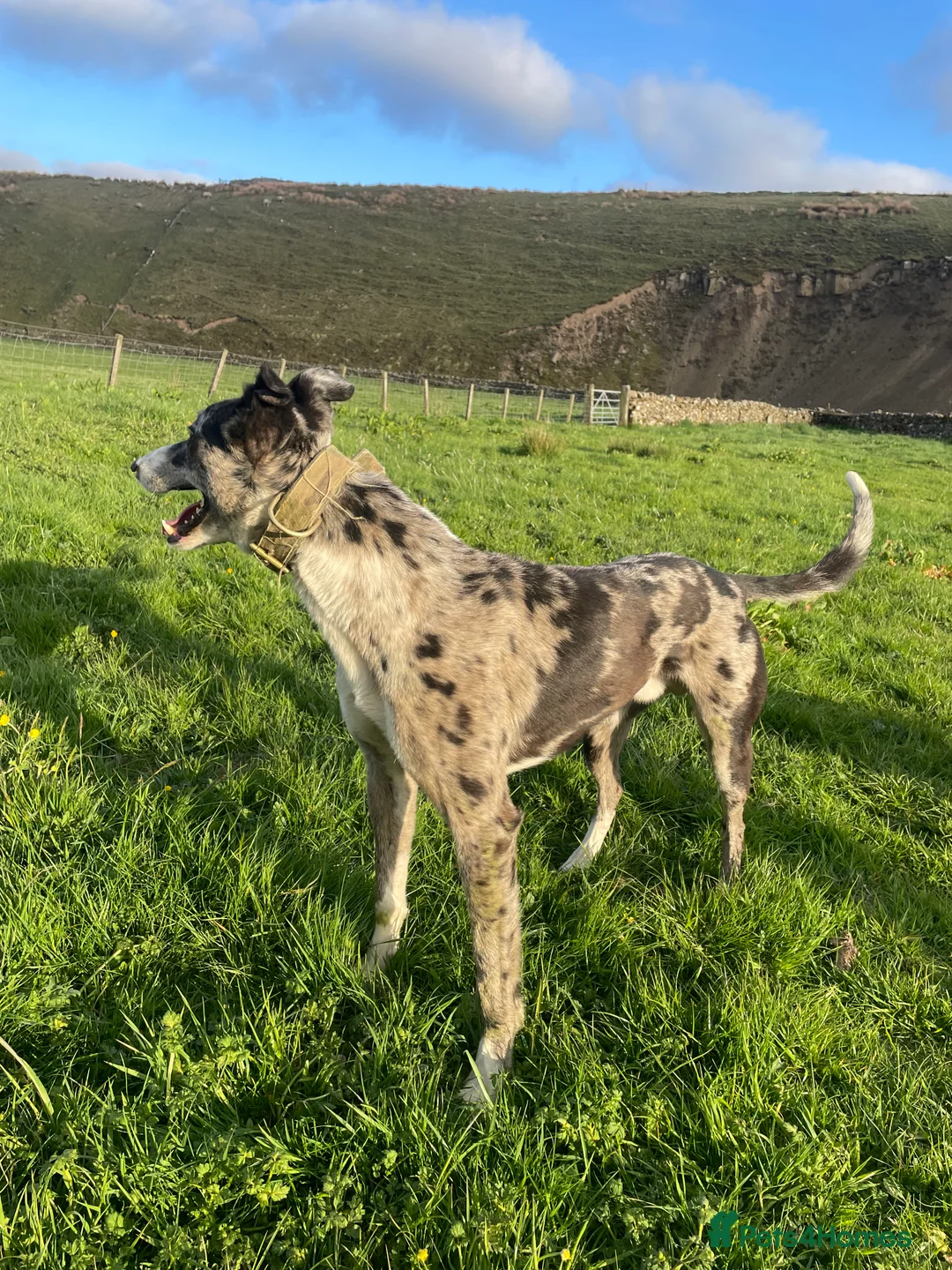 Lurcher dogs for stud: Merl dog for stud in Barnard Castle - Advert 3