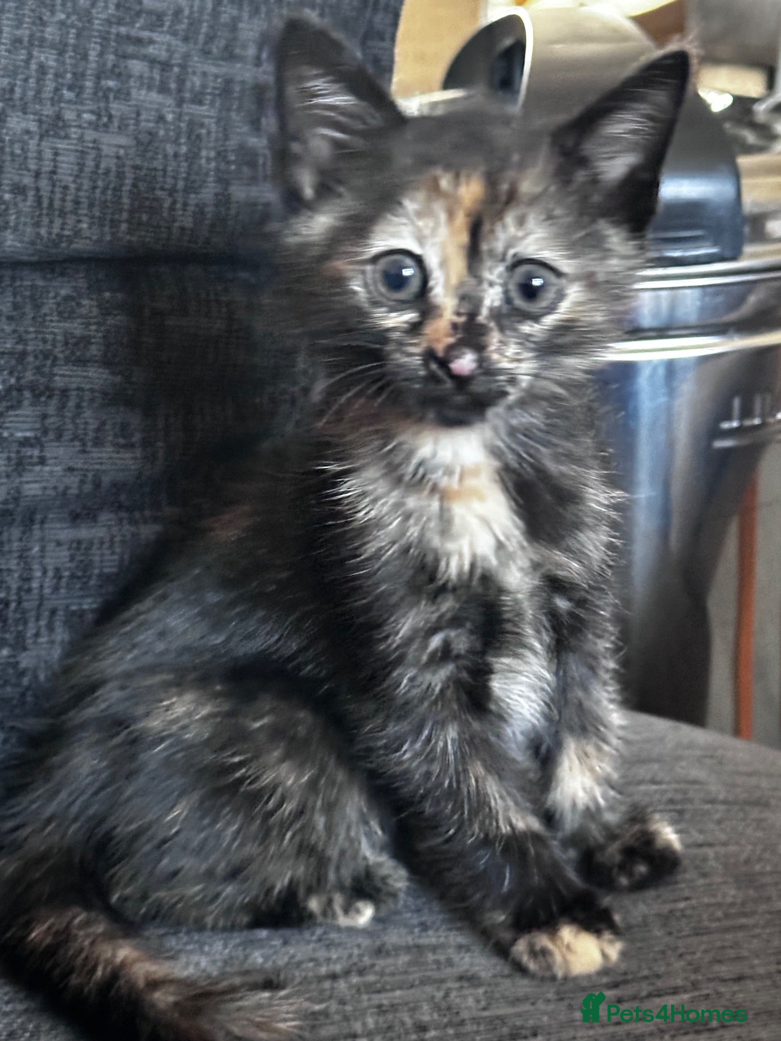Egyptian Mau cats Torti kitten mix breed with Egyptian Mau - Advert 1