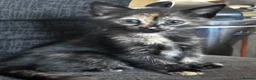 Egyptian Mau cats for sale: Torti kitten mix breed with Egyptian Mau - Advert 1