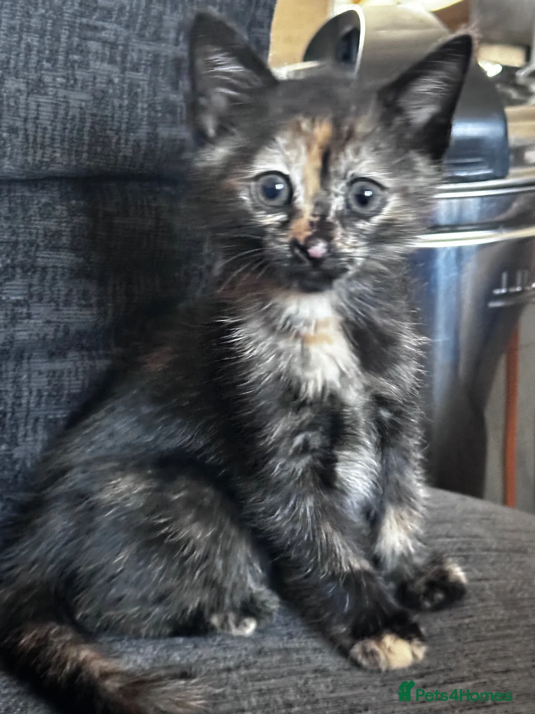 Egyptian Mau cats for sale: Torti kitten mix breed with Egyptian Mau - Advert 1