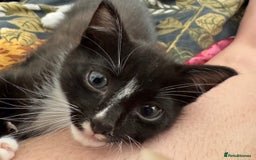Mixed Breed cats for sale: Male kitten - black and white - Image 1