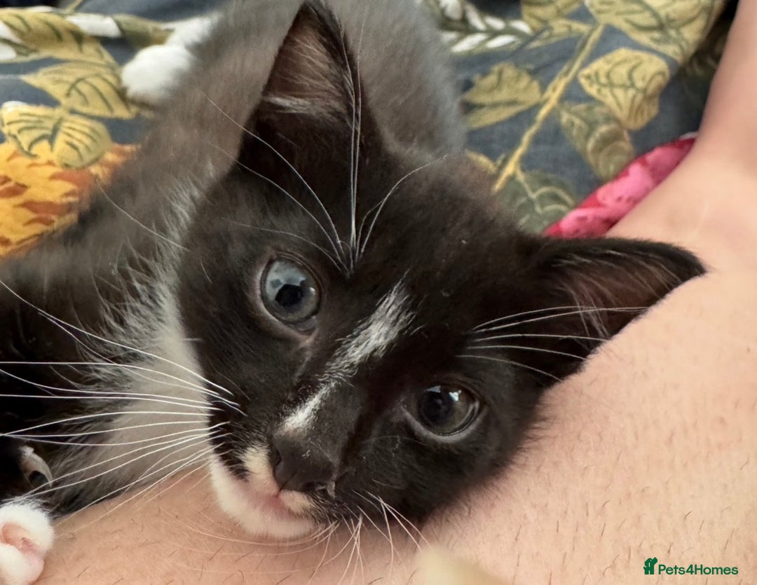 Mixed Breed cats for sale: Male kitten - black and white - Image 1